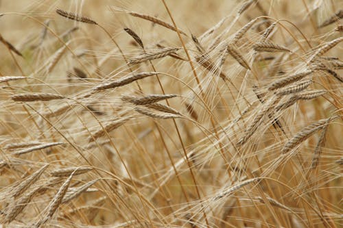 Wheat Field in Close Up Photography