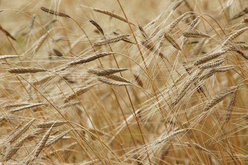 Ladang Gandum Dalam Fotografi Close Up