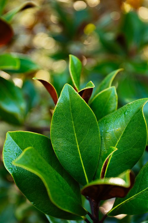 Free A detailed photo highlighting the vibrant green magnolia leaves in a natural setting. Stock Photo