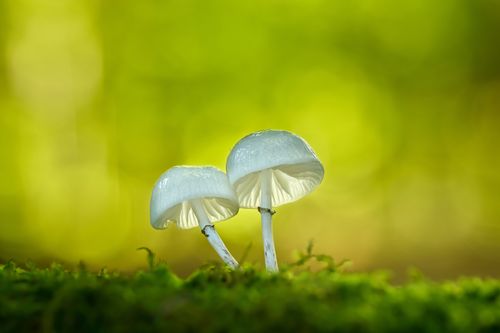 Free Delicate white mushrooms growing on vibrant moss in a lush forest setting. Stock Photo