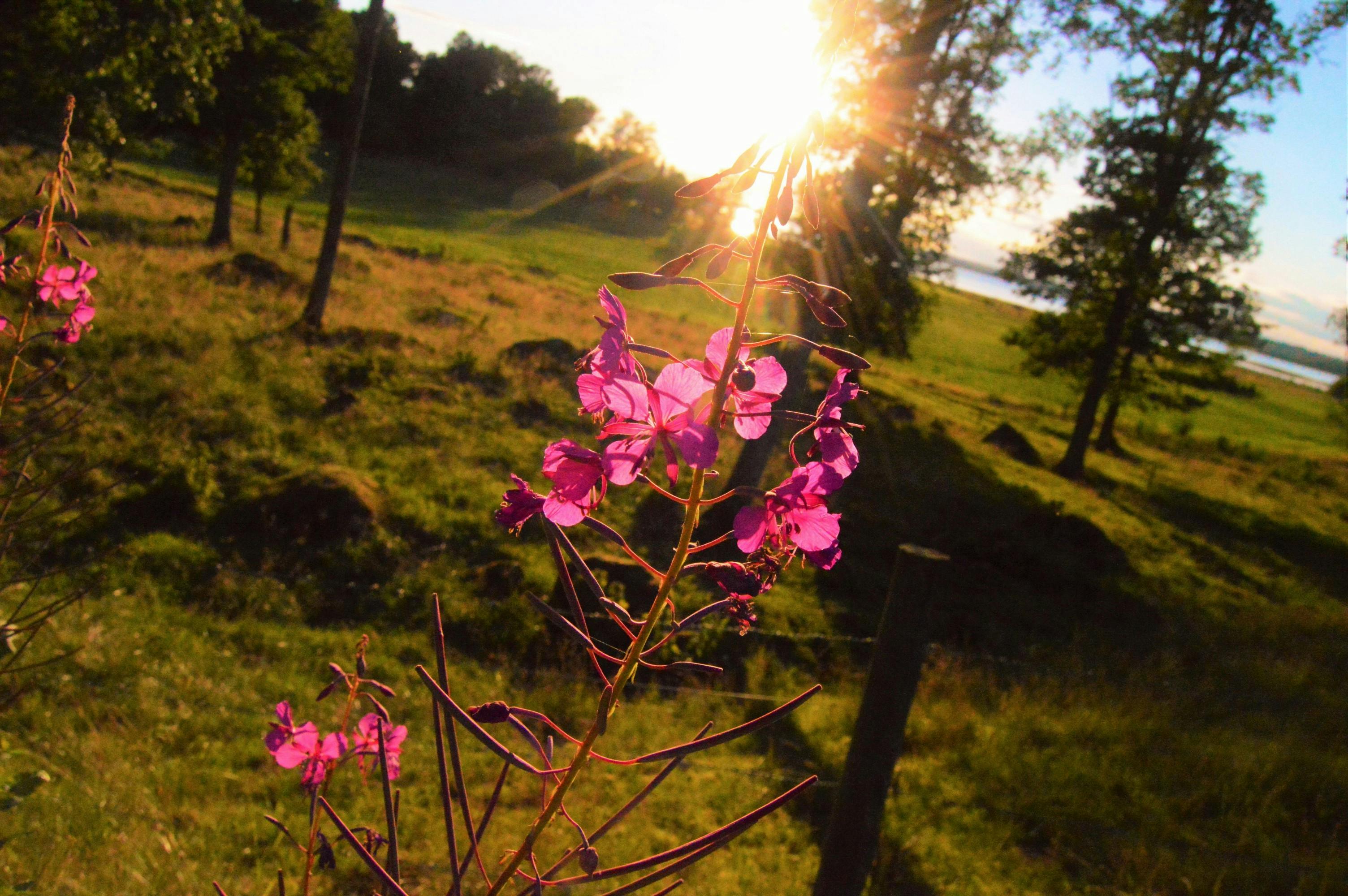 Kostenloses Foto Zum Thema: Baum, Bäume, Blume