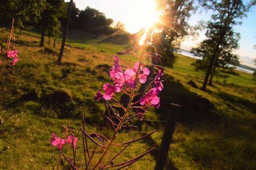 Free stock photo of landscape, nature, field, summer