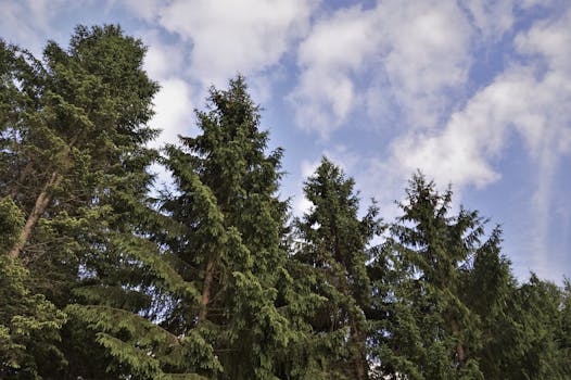 Free stock photo of nature, sky, clouds, forest