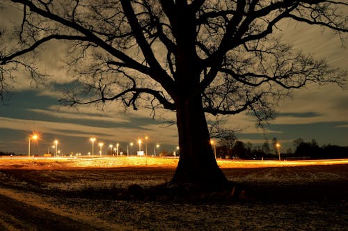Бесплатное стоковое фото с вечер, дерево, деревья
