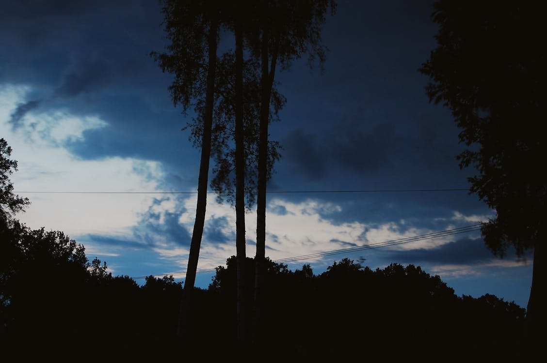 Free stock photo of clouds, evening, forest