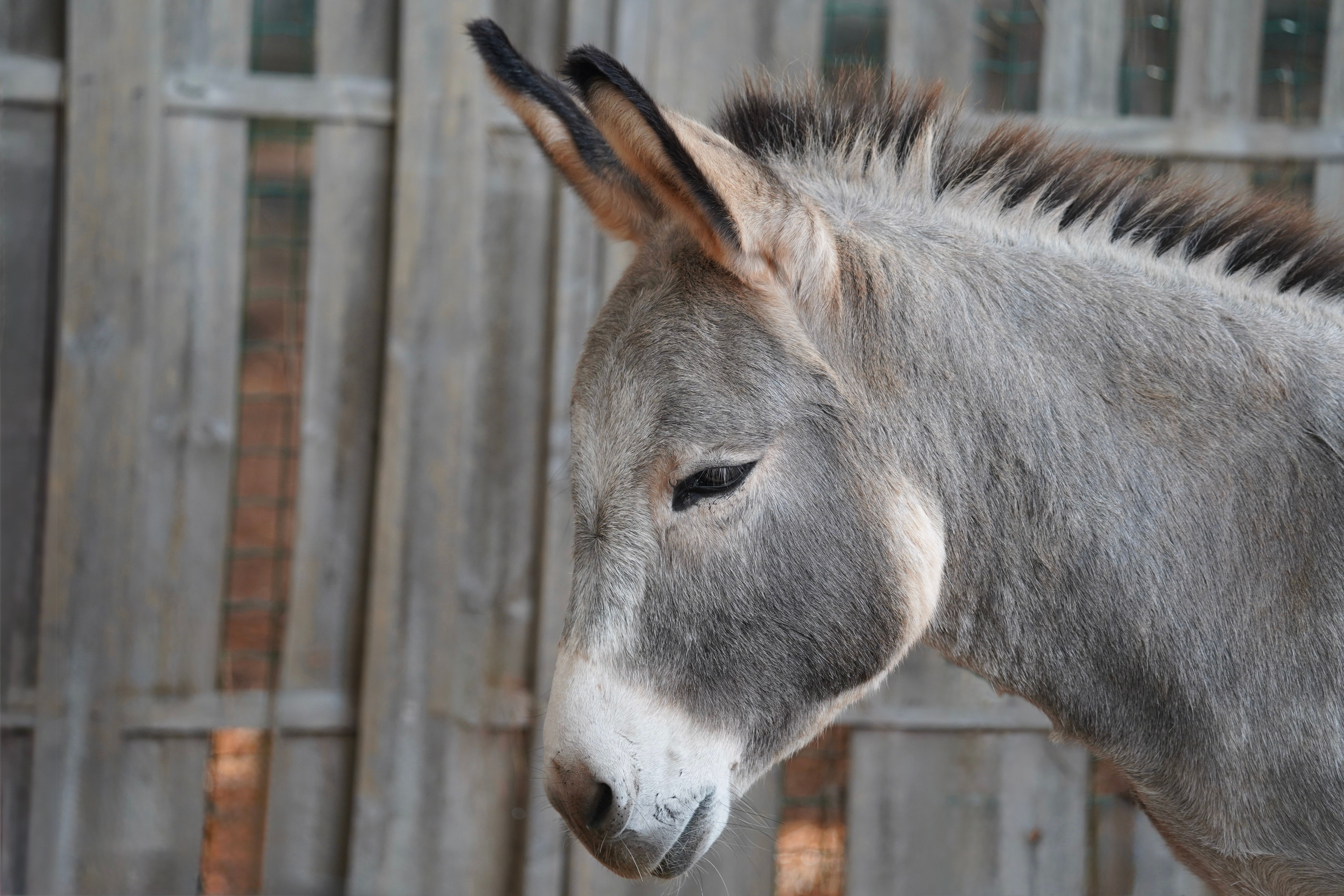 Fotomural Primer plano detallado de un burro con una valla rústica de madera de fondo.