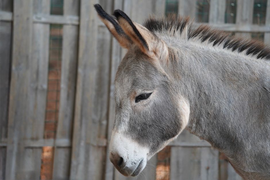 Fotomural Primer plano detallado de un burro con una valla rústica de madera de fondo.