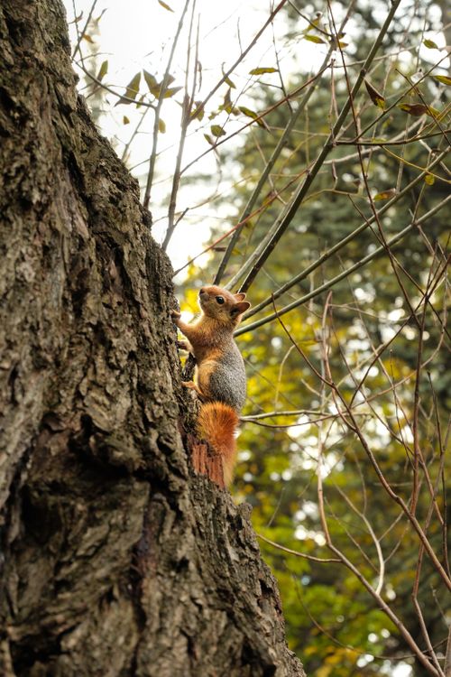 Free A cute squirrel climbing a tree in the vibrant autumn forest of Ankara. Stock Photo