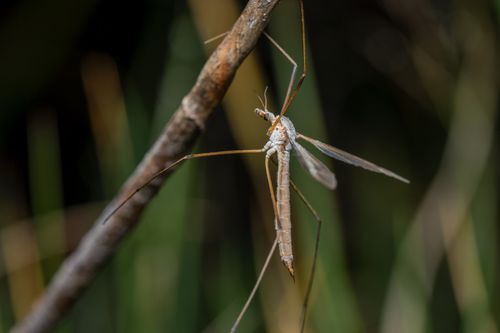 Free Macro photography of a crane fly showcasing its elongated body and transparent wings in a natural setting. Stock Photo