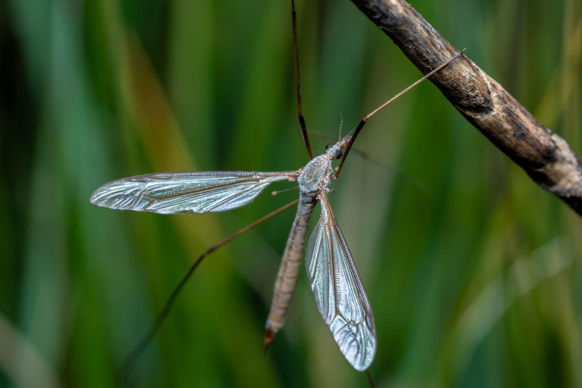 The daddy long legs in the bedroom