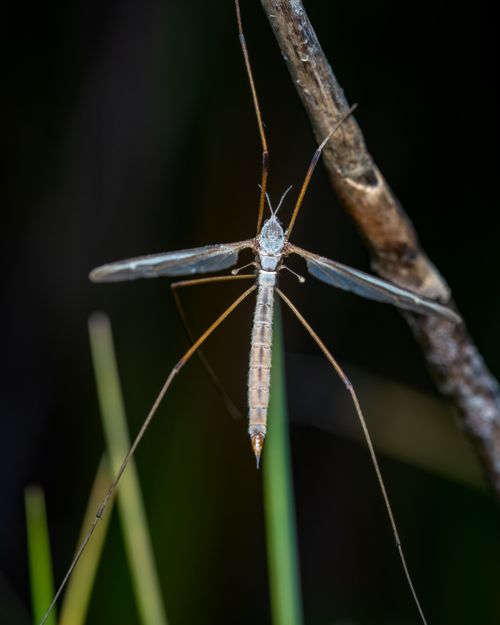 Free Detailed macro photograph capturing a cranefly on a twig, highlighting its elongated body and transparent wings. Stock Photo