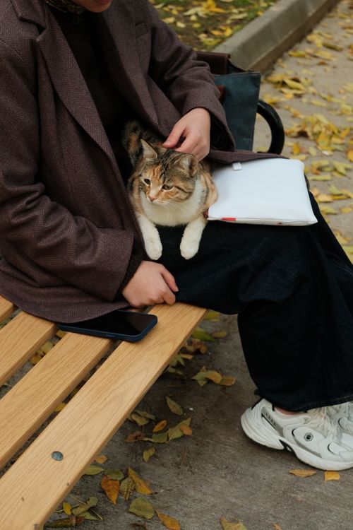 Free A woman sits on a bench petting a relaxed cat during autumn. Stock Photo