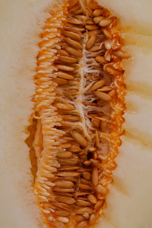 Close-Up Photo Of Melon Seeds