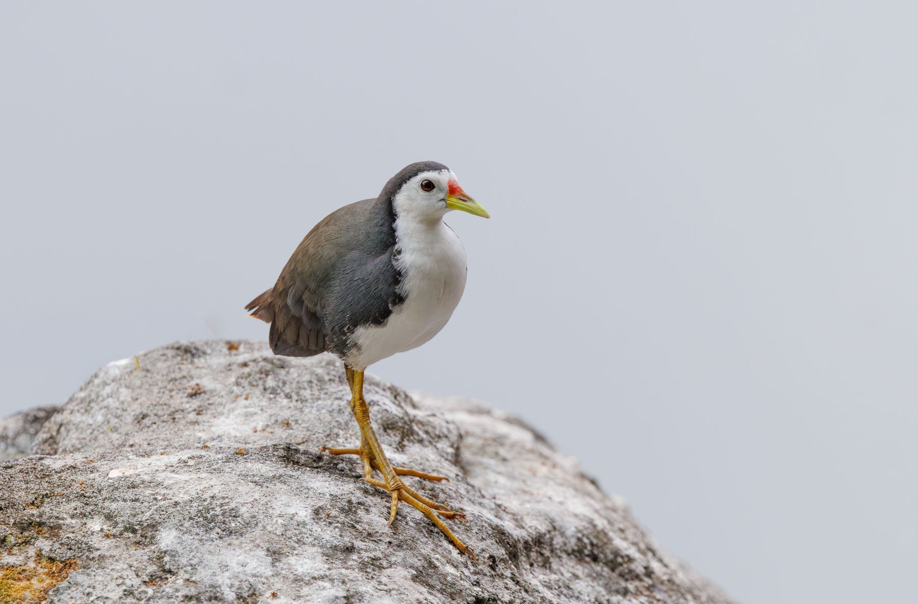 Lekki Peninsula Birdwatching and Lagoon Walks: A Practical Guide for Visitors