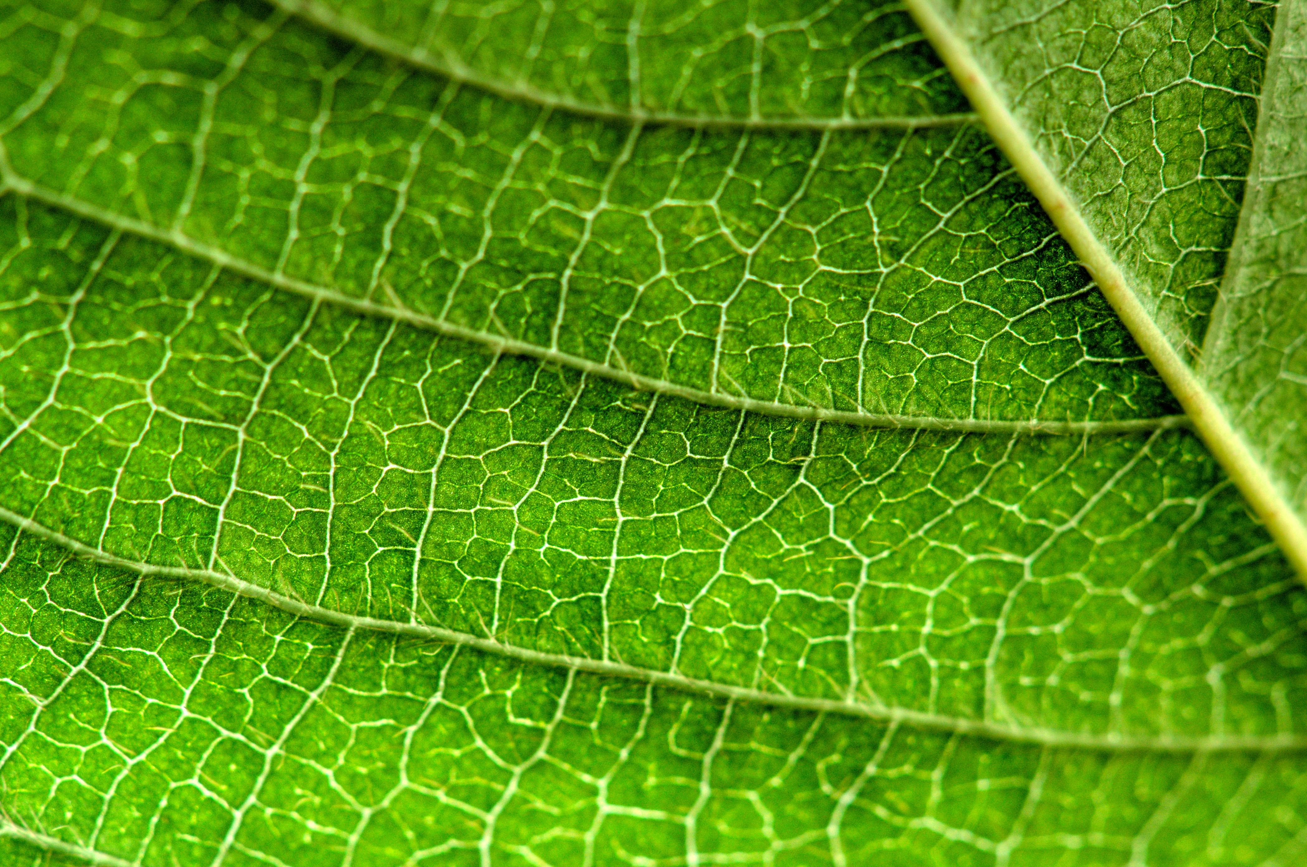Sauteed mixed mushrooms in a skillet with herbs and garlic