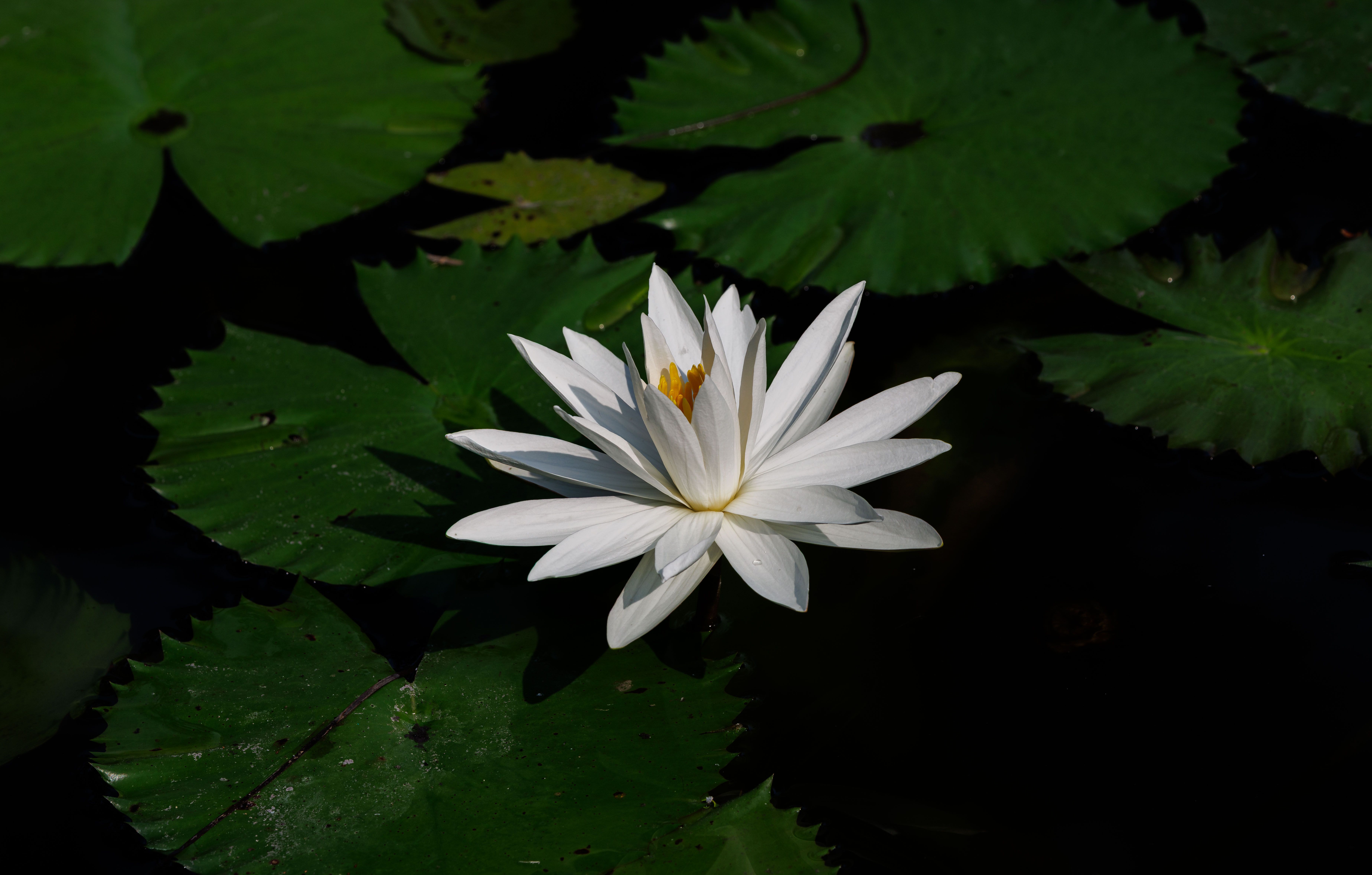 Elegant white water lily floating on green leaves · Free Stock Photo