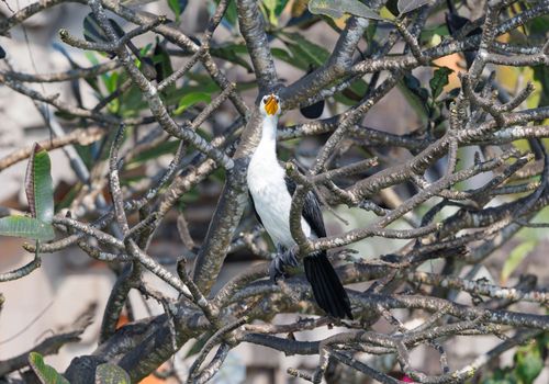 Free Cormorant bird perched in dense tree branches basking in daylight. Stock Photo