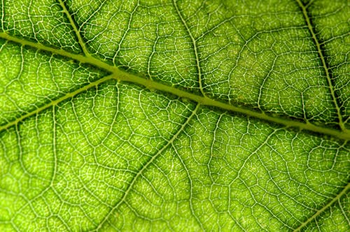 Green Leaf in Close Up Photography