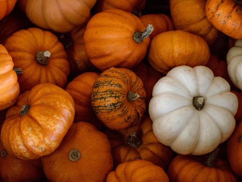 Free A close-up of assorted orange and white pumpkins, perfect for autumn and festive themes. Stock Photo