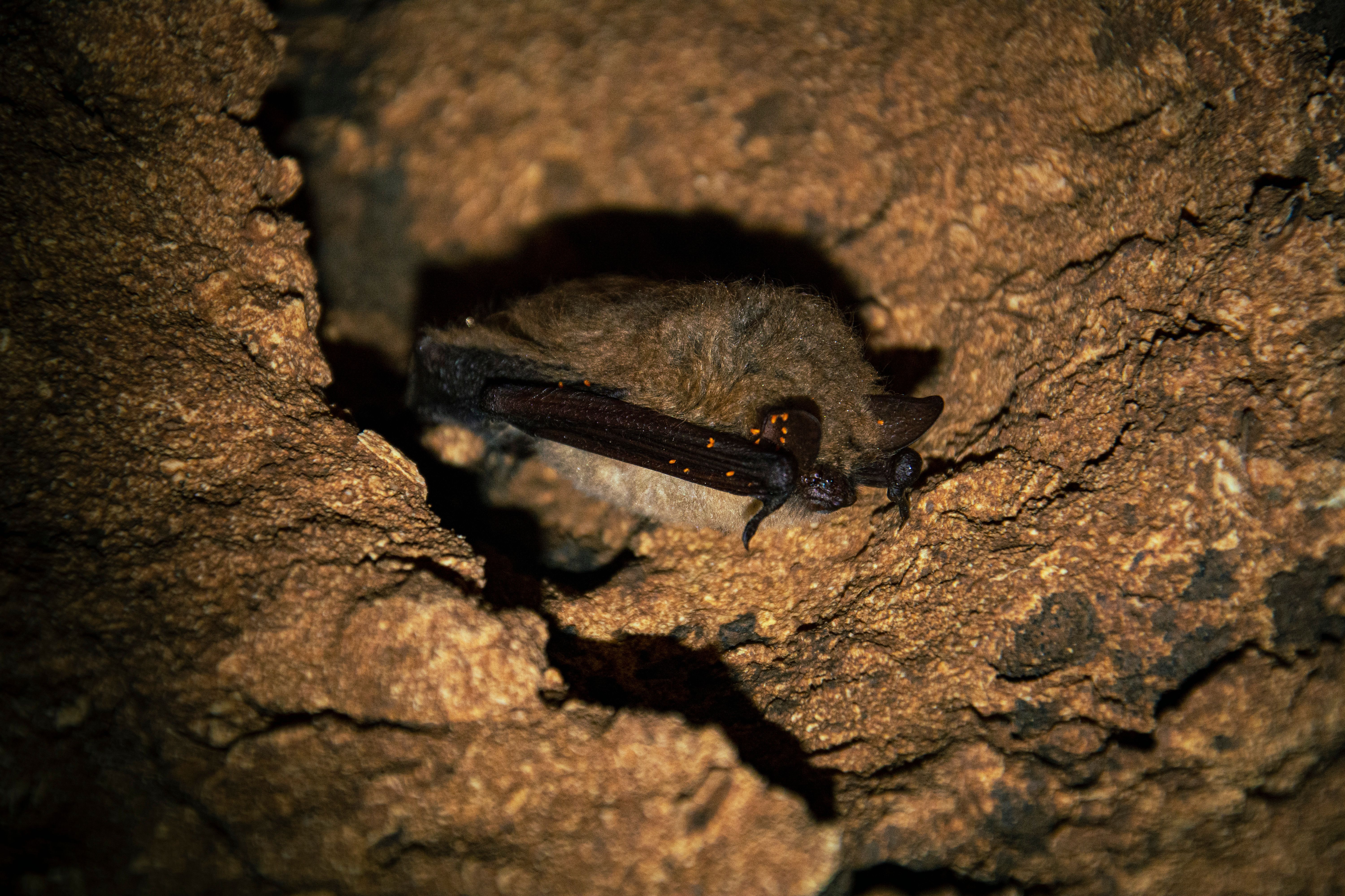 Security Forces Discover Terrorist Cave Hideout and Explosives in Jammu and Kashmir