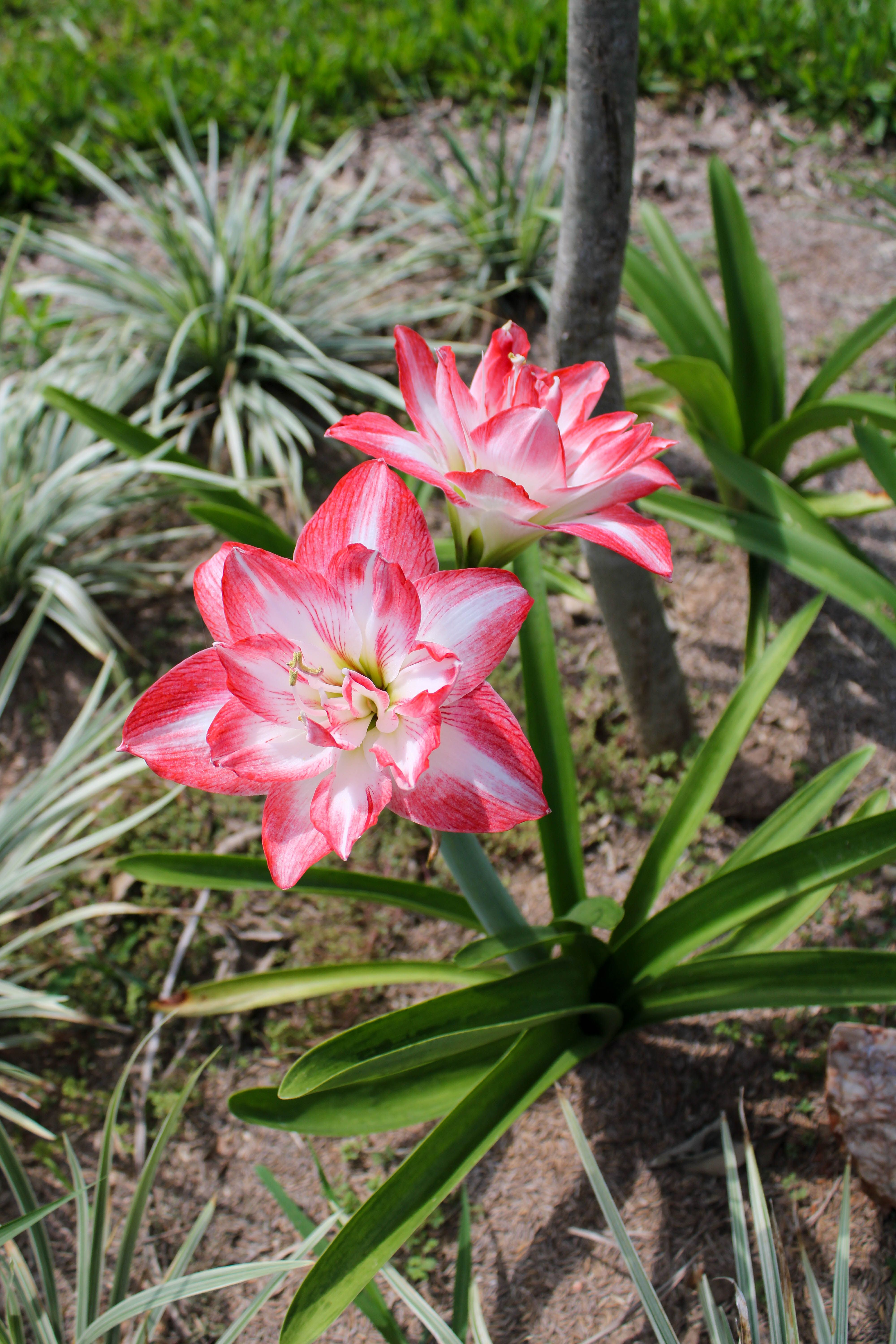 Fotomural Primer plano de flores de amarilis de color rosa brillante y blanco en un jardín a la luz del día.