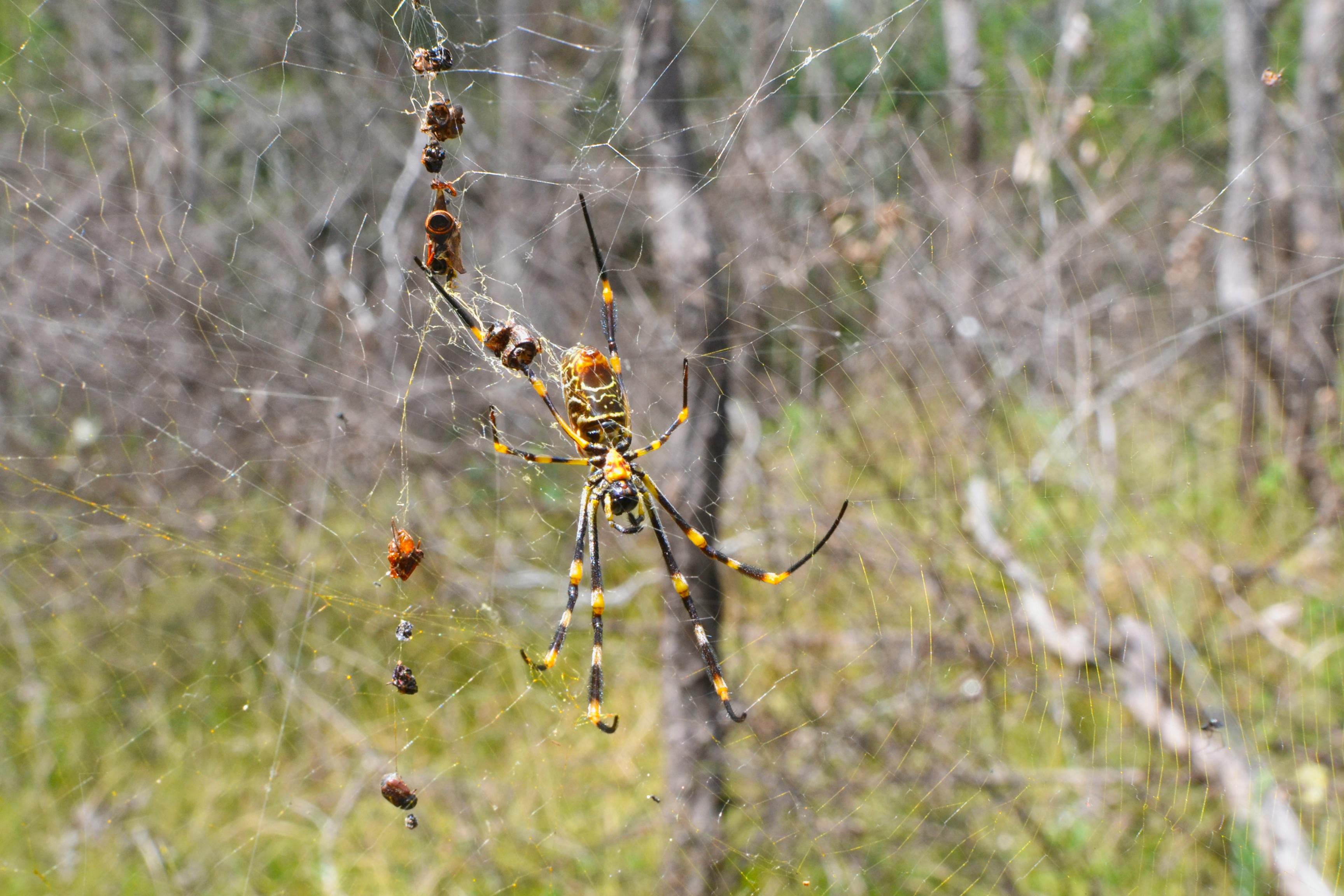 Kostenloses Foto zum Thema: natur, spinne, spinnennetz