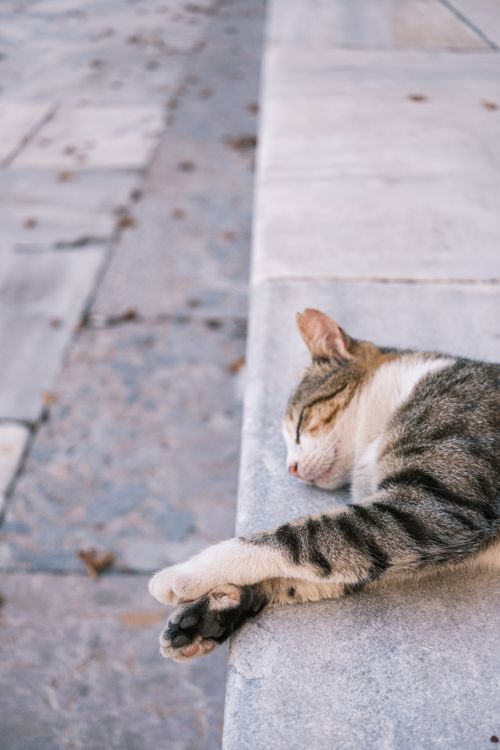 Free A striped tabby cat peacefully sleeps on a stone pavement outdoors, enjoying a tranquil moment. Stock Photo