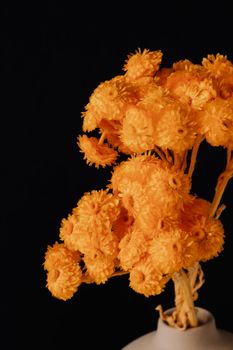 黑色背景的花瓶中，充满活力的黄色花朵展示了复杂的花瓣细节