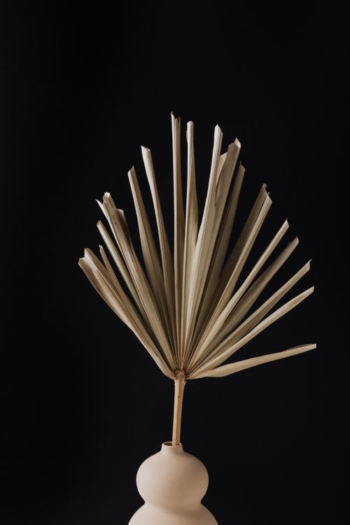 Free A minimalist composition featuring a dried palm leaf in a vase, set against a dark background. Stock Photo