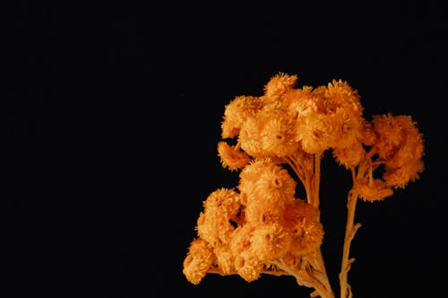 Photo Of Orange Flowers