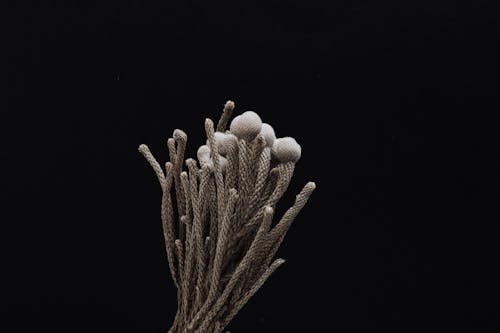 Creative design of handmade bundle of thin wicker gray stalks with soft round buds on top on black background