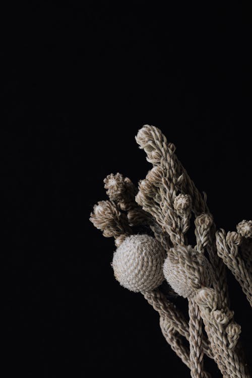 Closeup of bunch of thin wicker stems with soft spheres and small buds on top put near black background