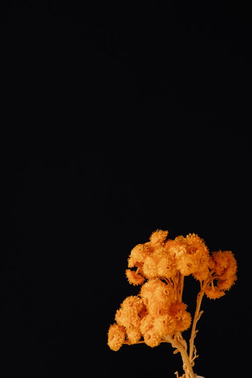 Photo Of Orange Flowers