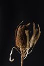 Decorative stem with big cattail and wavy leaves