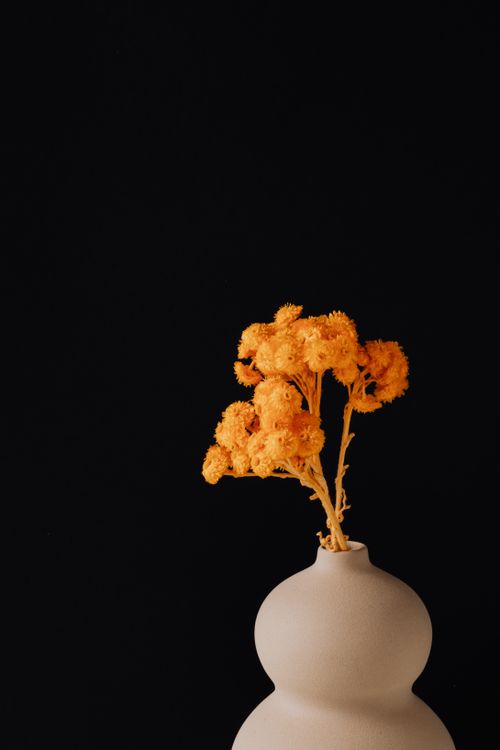 Free A bunch of orange dried flowers elegantly arranged in a minimalist white vase against a black background. Stock Photo