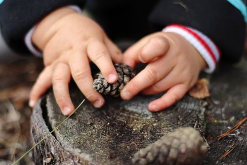 Free Close-up of a child's hands grasping a pine cone on a tree stump outdoors. Stock Photo