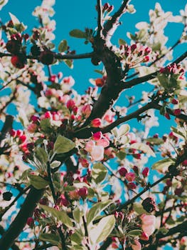 捕捉苹果花在晴朗蓝天下绽放的春日之美