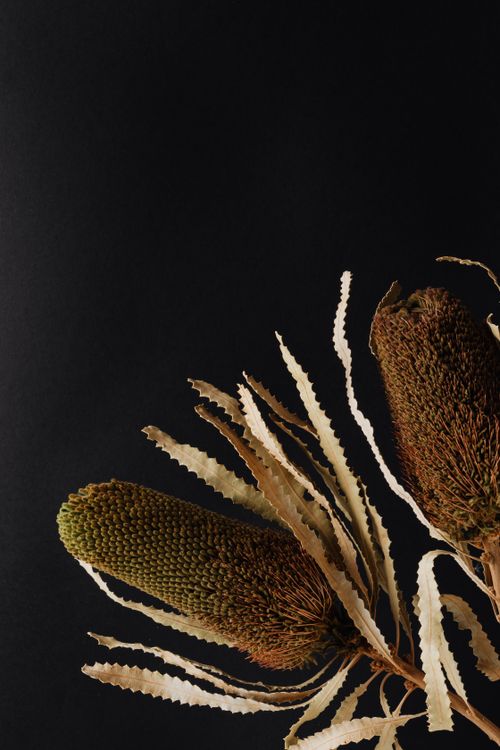 Free Closeup of decorative handmade thick cattails with rough surface surrounded by wavy leaves with carved edges made of birch bark and put on black background Stock Photo