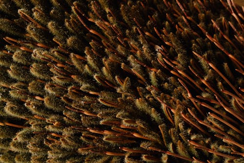 From above of abstract background of unusual narrow fluffy brown and green petals of exotic Banksia flower