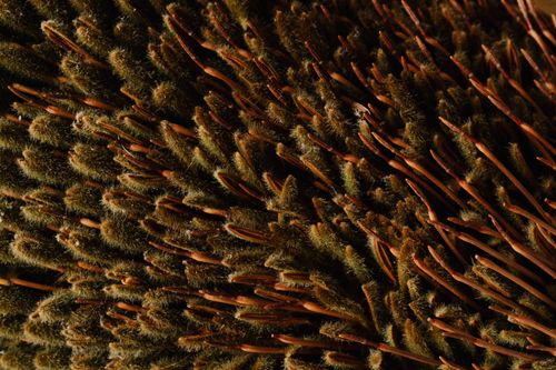 Free From above of abstract background of unusual narrow fluffy brown and green petals of exotic Banksia flower Stock Photo