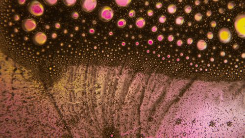 Free A mesmerizing abstract image of oil bubbles in water, showcasing vivid pink and yellow hues. Stock Photo