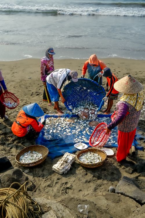 Free A group of fishermen sort their catch of fish on a tropical beach, displaying traditional attire and methods. Stock Photo