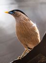 Low angle of small brahmin starling with bright beak sitting on edge of roof
