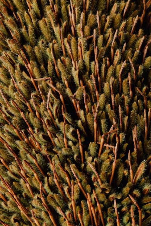 From above of exotic tropical Banksia flower with unusual narrow fluffy brown and green petals