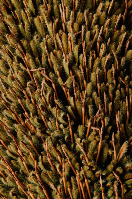 Fotomural Toma macro detallada de una flor Banksia única, que muestra su superficie texturizada y belleza natural.