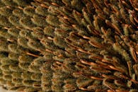 George Brown Darwin Botanic Gardens