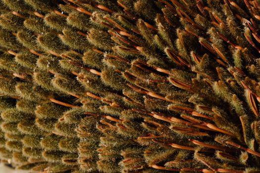 Surface of exotic Banksia flower