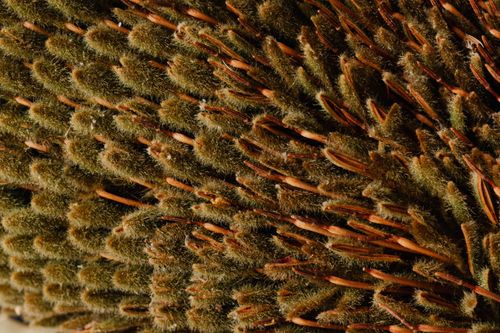 Free Top view of amazing fresh tropical Banksia flower with unusual narrow fluffy brown and green petals Stock Photo