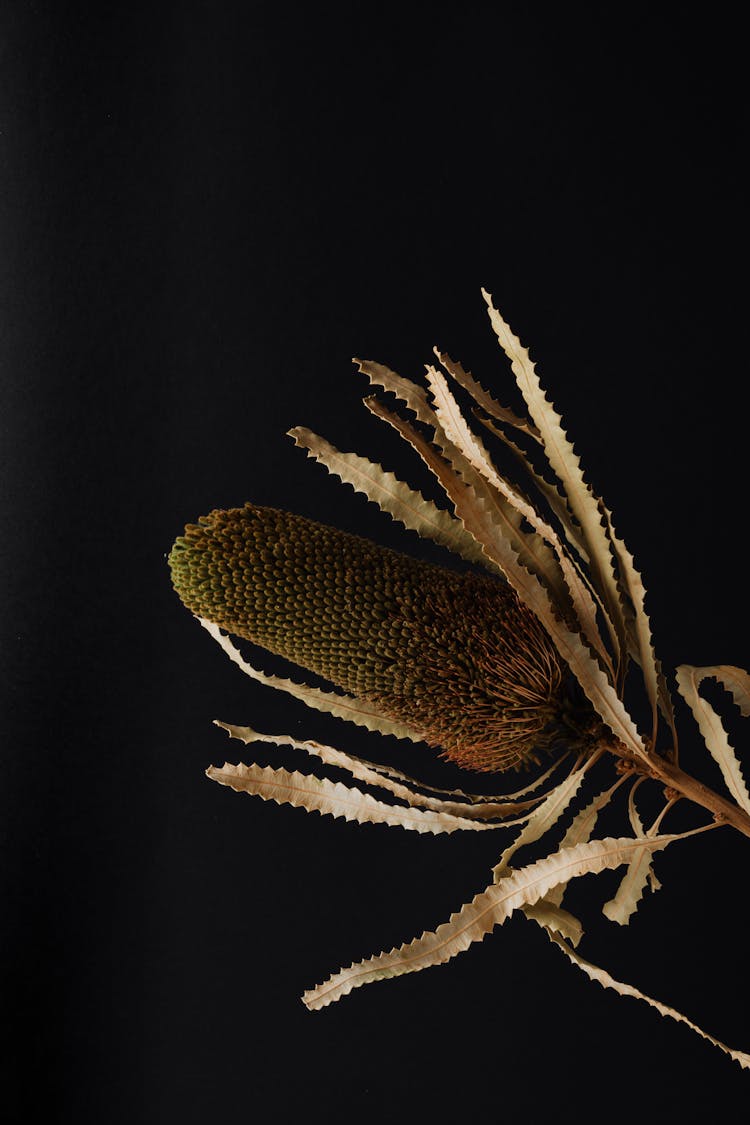 Exotic Banksia Flower On Black Surface