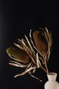 Vase with exotic banksia flowers
